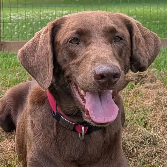 Max, a chocolate Labrador, lying in the grass with his tongue out