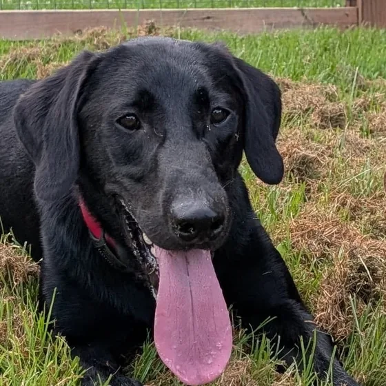 Simon, a black Labrador, resting in the grass