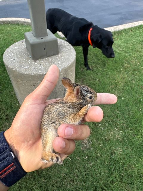 Simon and the rabbit